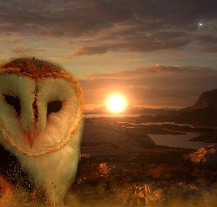 owl-711601_1280